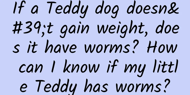 If a Teddy dog ​​doesn't gain weight, does it have worms? How can I know if my little Teddy has worms?