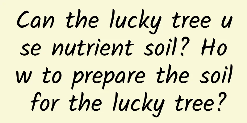 Can the lucky tree use nutrient soil? How to prepare the soil for the lucky tree?