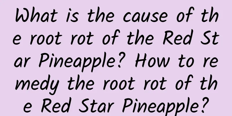 What is the cause of the root rot of the Red Star Pineapple? How to remedy the root rot of the Red Star Pineapple?