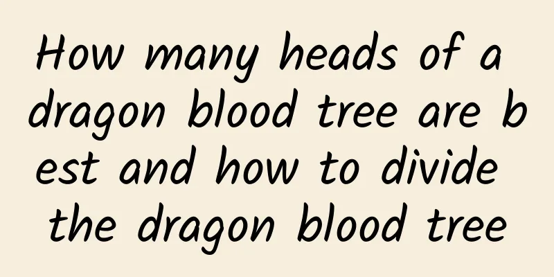 How many heads of a dragon blood tree are best and how to divide the dragon blood tree