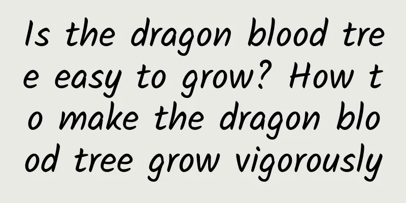 Is the dragon blood tree easy to grow? How to make the dragon blood tree grow vigorously