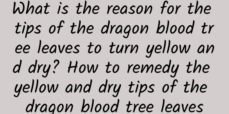 What is the reason for the tips of the dragon blood tree leaves to turn yellow and dry? How to remedy the yellow and dry tips of the dragon blood tree leaves