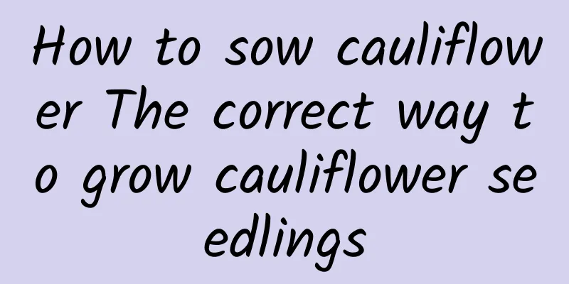 How to sow cauliflower The correct way to grow cauliflower seedlings