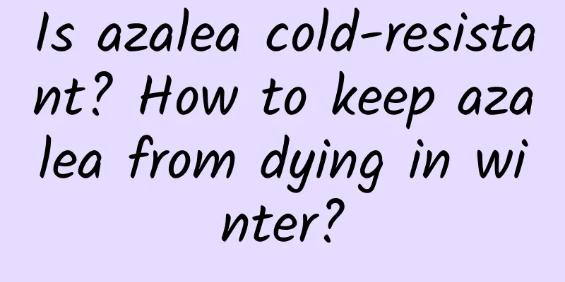 Is azalea cold-resistant? How to keep azalea from dying in winter?