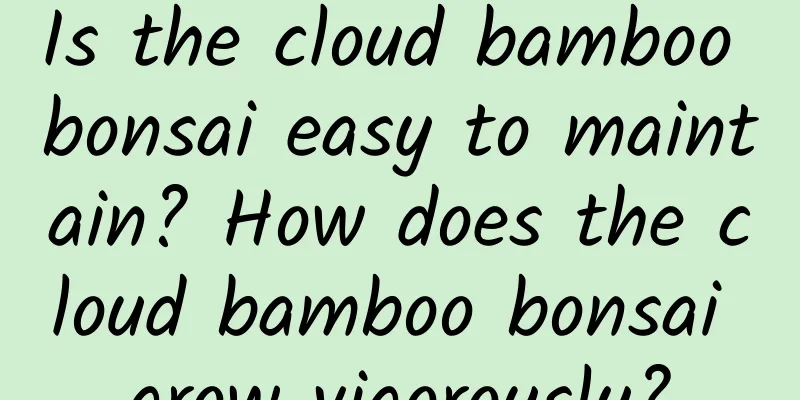 Is the cloud bamboo bonsai easy to maintain? How does the cloud bamboo bonsai grow vigorously?