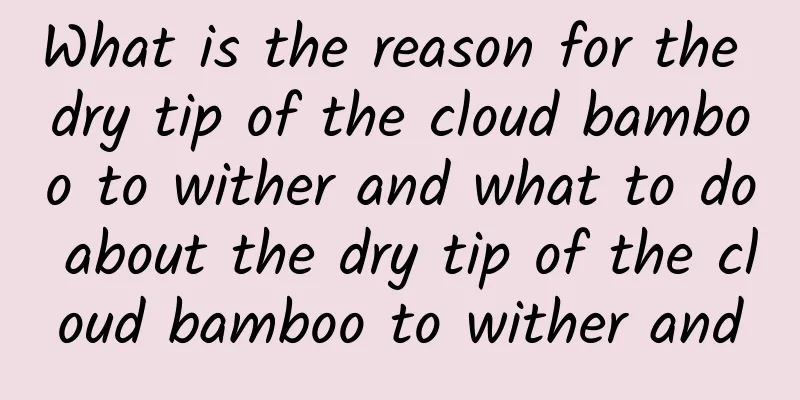 What is the reason for the dry tip of the cloud bamboo to wither and what to do about the dry tip of the cloud bamboo to wither and