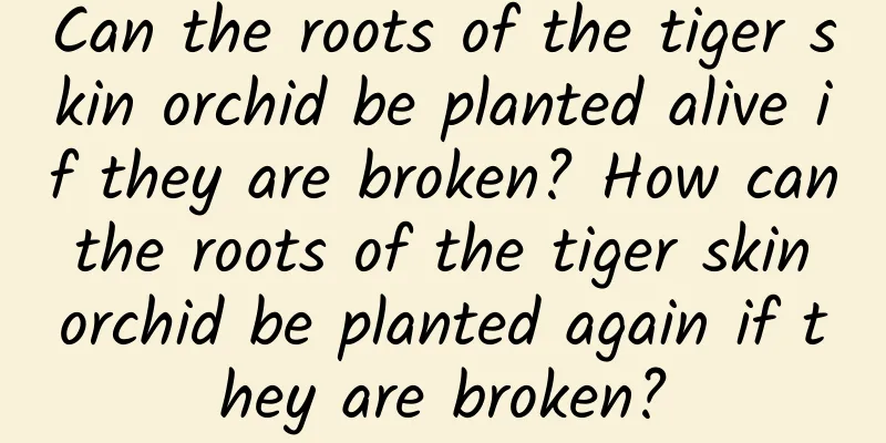 Can the roots of the tiger skin orchid be planted alive if they are broken? How can the roots of the tiger skin orchid be planted again if they are broken?