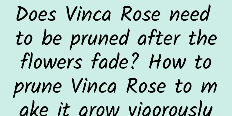Does Vinca Rose need to be pruned after the flowers fade? How to prune Vinca Rose to make it grow vigorously