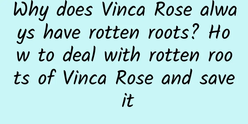 Why does Vinca Rose always have rotten roots? How to deal with rotten roots of Vinca Rose and save it