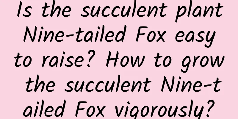 Is the succulent plant Nine-tailed Fox easy to raise? How to grow the succulent Nine-tailed Fox vigorously?