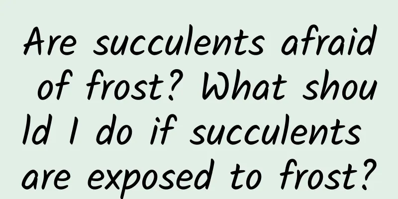 Are succulents afraid of frost? What should I do if succulents are exposed to frost?