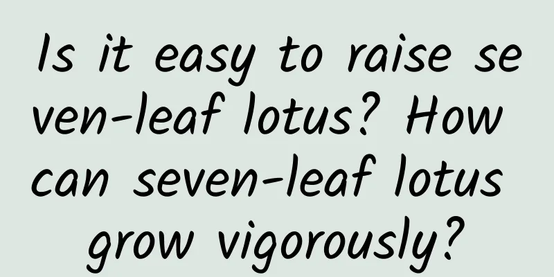 Is it easy to raise seven-leaf lotus? How can seven-leaf lotus grow vigorously?