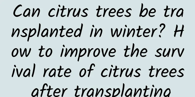 Can citrus trees be transplanted in winter? How to improve the survival rate of citrus trees after transplanting