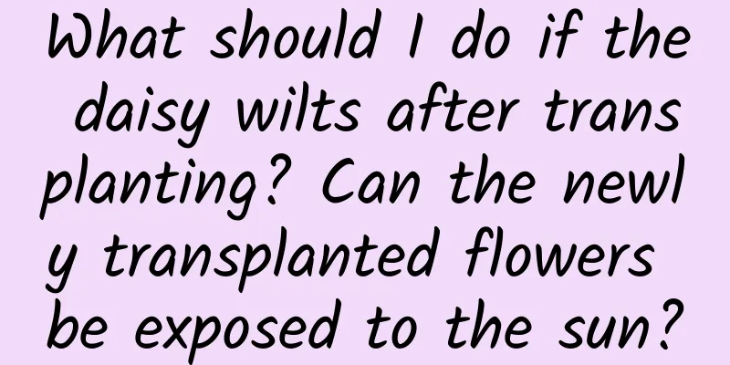 What should I do if the daisy wilts after transplanting? Can the newly transplanted flowers be exposed to the sun?