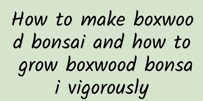 How to make boxwood bonsai and how to grow boxwood bonsai vigorously
