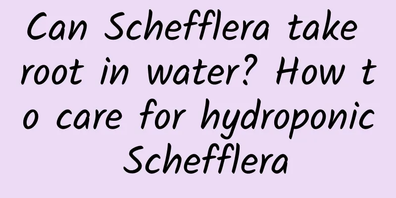 Can Schefflera take root in water? How to care for hydroponic Schefflera