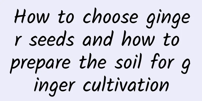 How to choose ginger seeds and how to prepare the soil for ginger cultivation