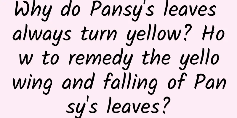 Why do Pansy's leaves always turn yellow? How to remedy the yellowing and falling of Pansy's leaves?