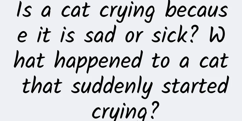 Is a cat crying because it is sad or sick? What happened to a cat that suddenly started crying?