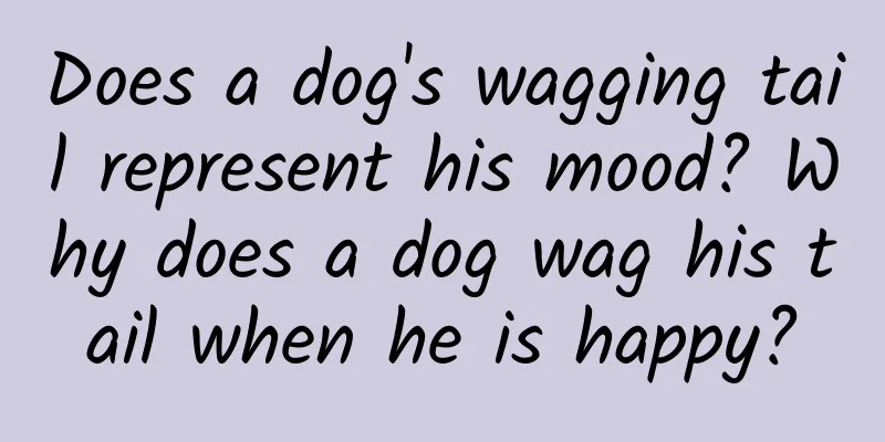 Does a dog's wagging tail represent his mood? Why does a dog wag his tail when he is happy?