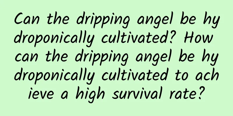 Can the dripping angel be hydroponically cultivated? How can the dripping angel be hydroponically cultivated to achieve a high survival rate?