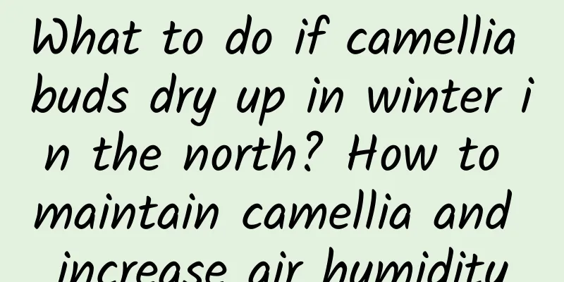 What to do if camellia buds dry up in winter in the north? How to maintain camellia and increase air humidity