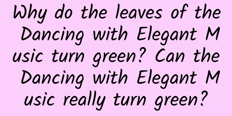 Why do the leaves of the Dancing with Elegant Music turn green? Can the Dancing with Elegant Music really turn green?