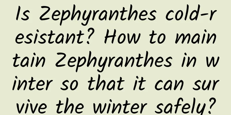Is Zephyranthes cold-resistant? How to maintain Zephyranthes in winter so that it can survive the winter safely?