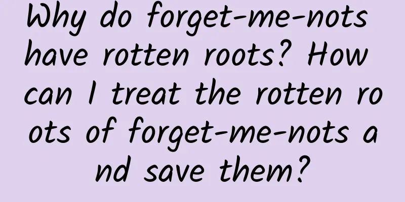 Why do forget-me-nots have rotten roots? How can I treat the rotten roots of forget-me-nots and save them?