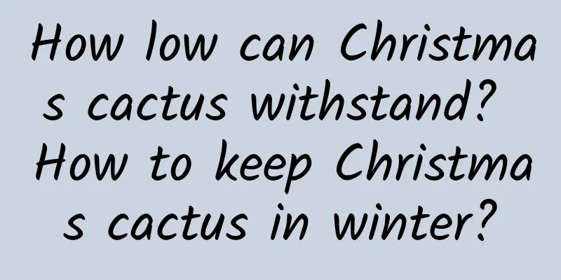 How low can Christmas cactus withstand? How to keep Christmas cactus in winter?