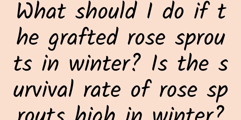 What should I do if the grafted rose sprouts in winter? Is the survival rate of rose sprouts high in winter?