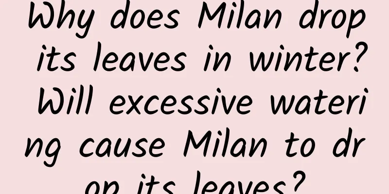 Why does Milan drop its leaves in winter? Will excessive watering cause Milan to drop its leaves?