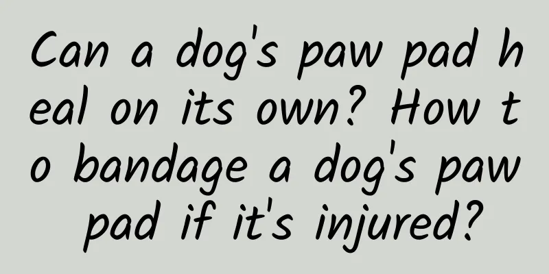 Can a dog's paw pad heal on its own? How to bandage a dog's paw pad if it's injured?