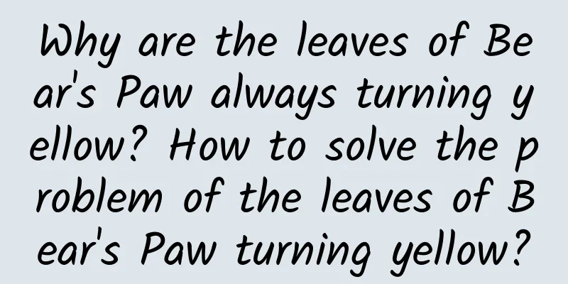 Why are the leaves of Bear's Paw always turning yellow? How to solve the problem of the leaves of Bear's Paw turning yellow?