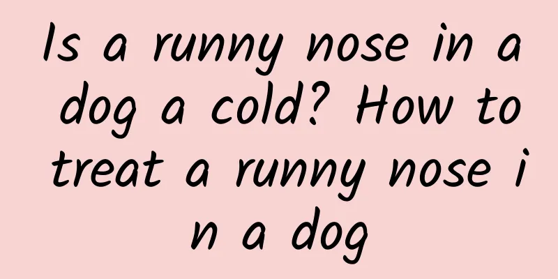 Is a runny nose in a dog a cold? How to treat a runny nose in a dog