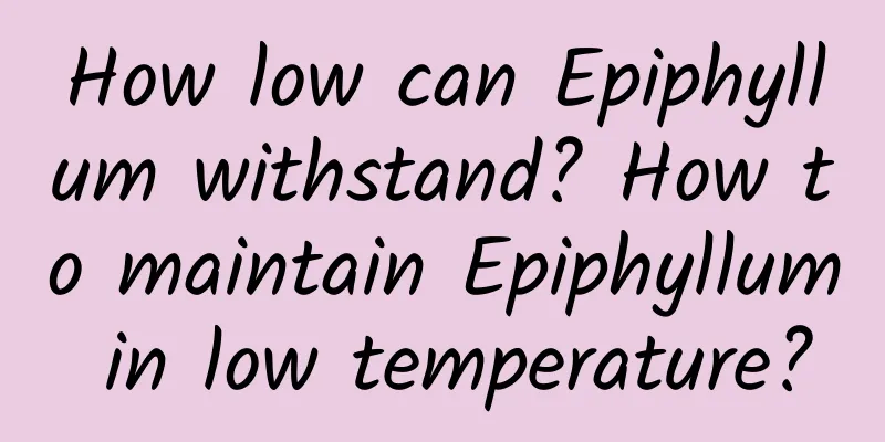 How low can Epiphyllum withstand? How to maintain Epiphyllum in low temperature?