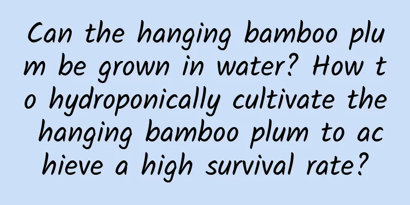 Can the hanging bamboo plum be grown in water? How to hydroponically cultivate the hanging bamboo plum to achieve a high survival rate?