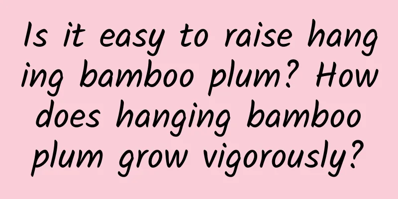 Is it easy to raise hanging bamboo plum? How does hanging bamboo plum grow vigorously?