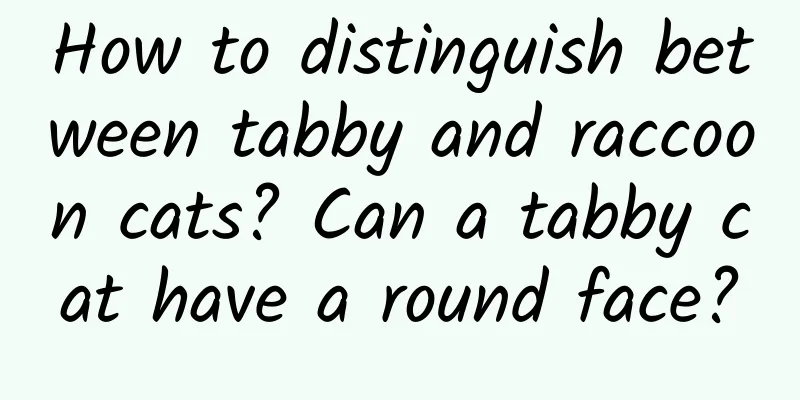 How to distinguish between tabby and raccoon cats? Can a tabby cat have a round face?