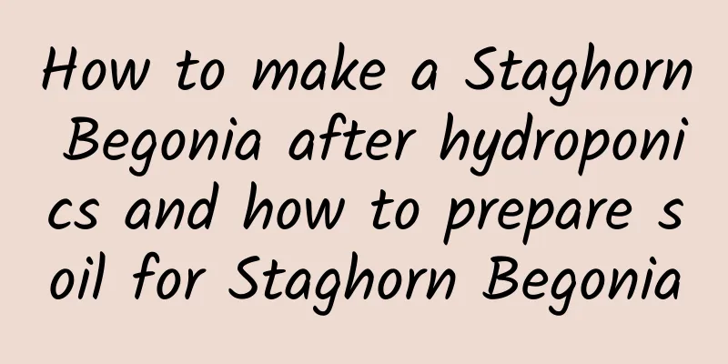 How to make a Staghorn Begonia after hydroponics and how to prepare soil for Staghorn Begonia