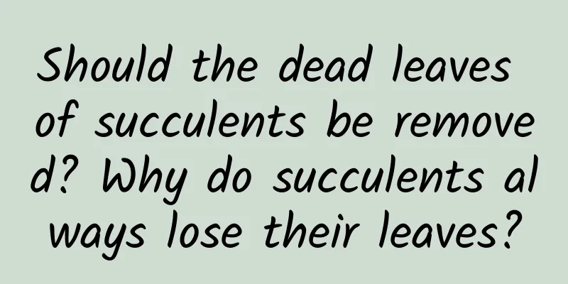 Should the dead leaves of succulents be removed? Why do succulents always lose their leaves?