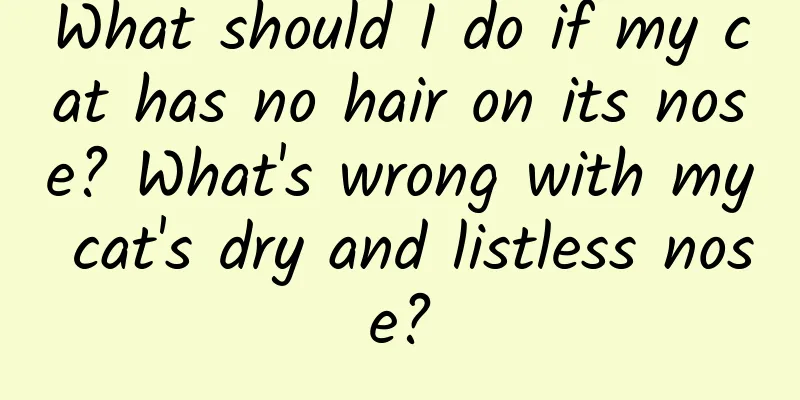 What should I do if my cat has no hair on its nose? What's wrong with my cat's dry and listless nose?