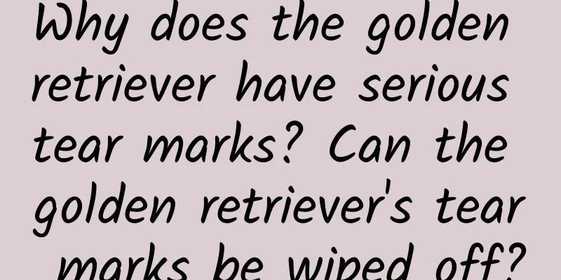 Why does the golden retriever have serious tear marks? Can the golden retriever's tear marks be wiped off?