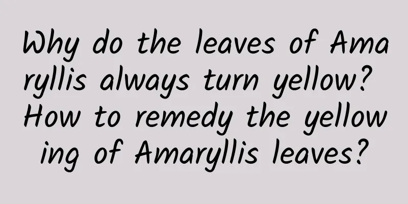 Why do the leaves of Amaryllis always turn yellow? How to remedy the yellowing of Amaryllis leaves?