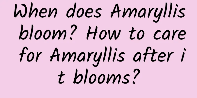 When does Amaryllis bloom? How to care for Amaryllis after it blooms?