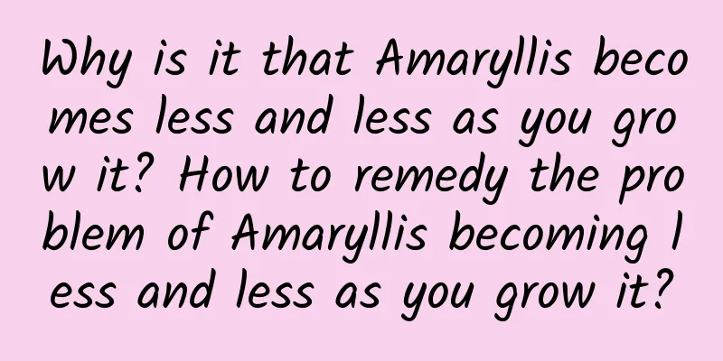 Why is it that Amaryllis becomes less and less as you grow it? How to remedy the problem of Amaryllis becoming less and less as you grow it?