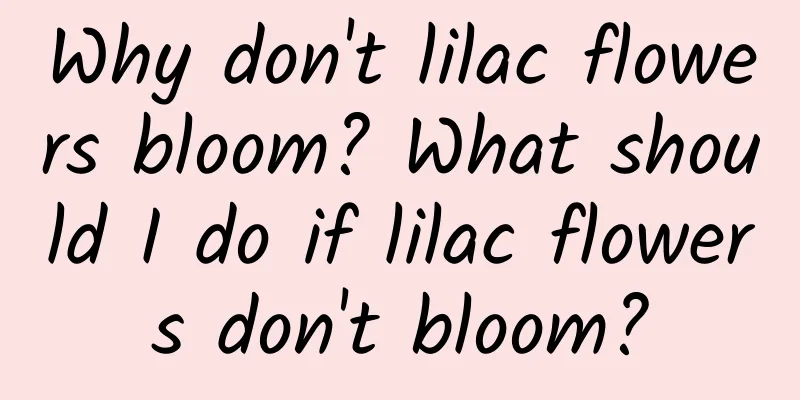 Why don't lilac flowers bloom? What should I do if lilac flowers don't bloom?