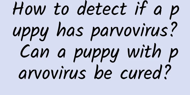 How to detect if a puppy has parvovirus? Can a puppy with parvovirus be cured?