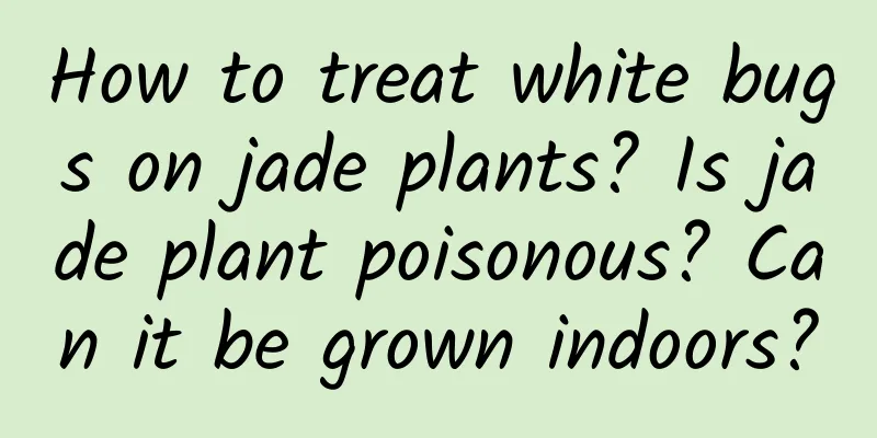 How to treat white bugs on jade plants? Is jade plant poisonous? Can it be grown indoors?