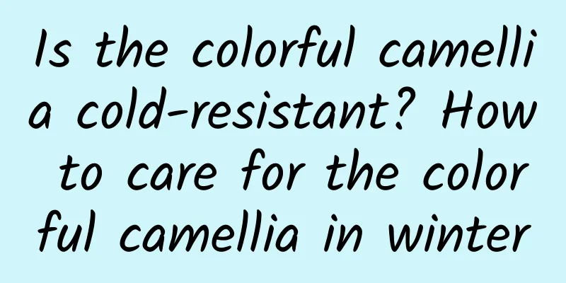 Is the colorful camellia cold-resistant? How to care for the colorful camellia in winter